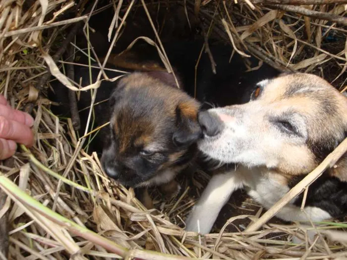 Cachorro ra a sem raça definida idade Abaixo de 2 meses nome sem nome