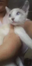Menina