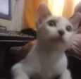 Menina