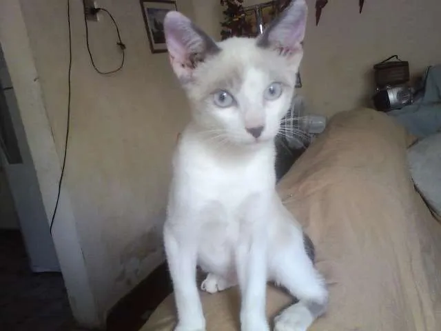 Gato ra a SRD idade 2 a 6 meses nome Menina