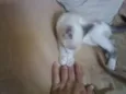 Menina