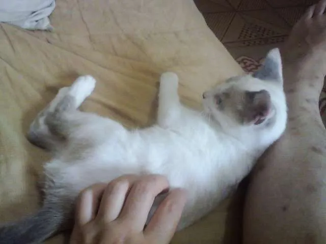 Gato ra a SRD idade 2 a 6 meses nome Menina