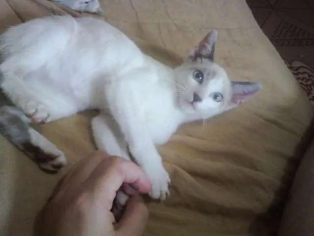 Gato ra a SRD idade 2 a 6 meses nome Menina
