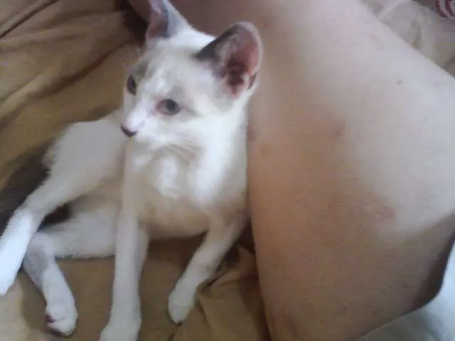 Gato ra a SRD idade 2 a 6 meses nome Menina