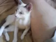 Menina