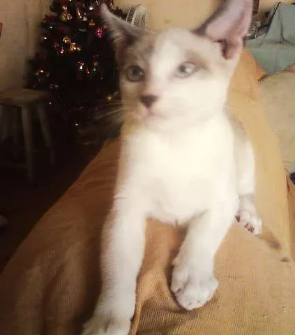 Gato ra a SRD idade 2 a 6 meses nome Menina