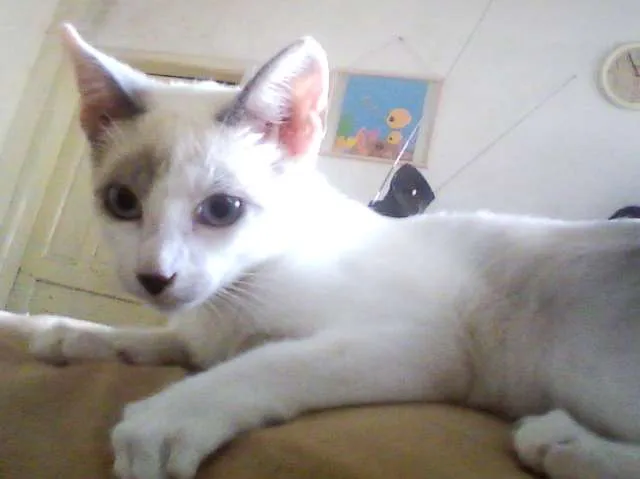 Gato ra a SRD idade 2 a 6 meses nome Menina