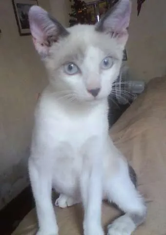 Gato ra a SRD idade 2 a 6 meses nome Menina