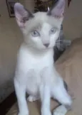 Menina