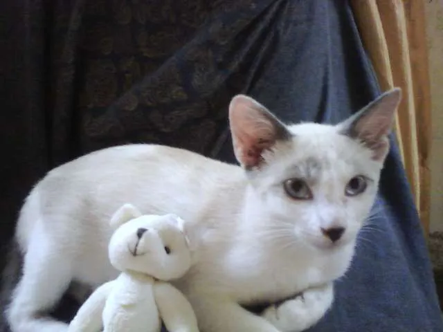 Gato ra a SRD idade 2 a 6 meses nome Menina