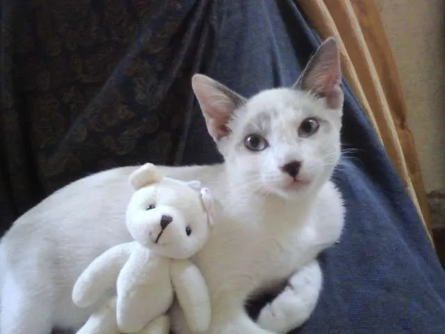 Gato ra a SRD idade 2 a 6 meses nome Menina