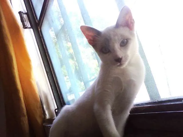 Gato ra a SRD idade 2 a 6 meses nome Menina