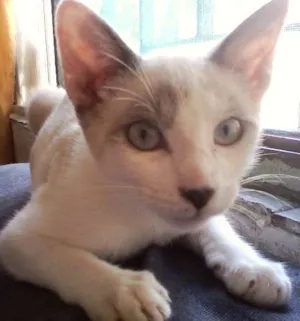 Gato raça SRD idade 2 a 6 meses nome Menina