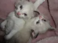 gatinhas
