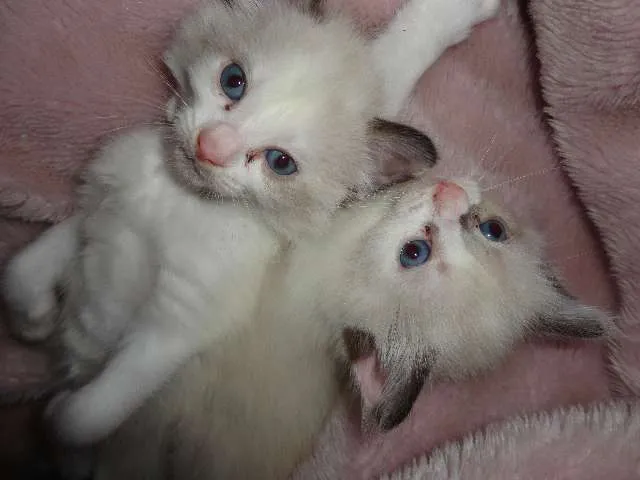 Gato ra a indefinida idade Abaixo de 2 meses nome gatinhas