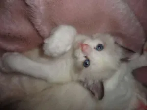 Gato raça indefinida idade Abaixo de 2 meses nome gatinhas