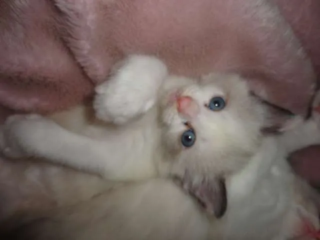 Gato ra a indefinida idade Abaixo de 2 meses nome gatinhas