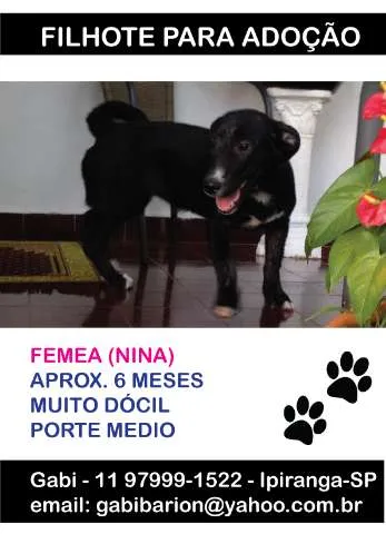 Cachorro ra a SRD idade 2 a 6 meses nome Nina