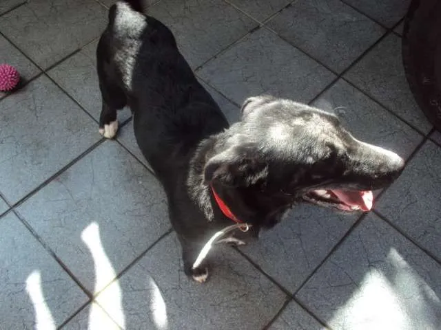 Cachorro ra a SRD idade 2 a 6 meses nome Nina