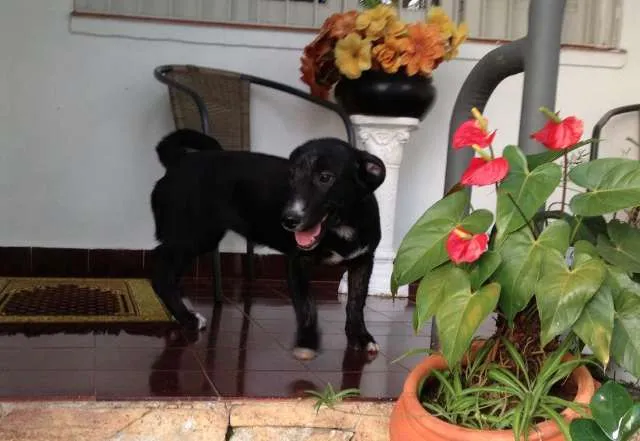 Cachorro ra a SRD idade 2 a 6 meses nome Nina