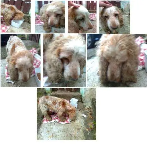Cachorro ra a Cocker idade 6 ou mais anos nome desconhecido