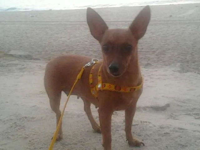 Cachorro ra a Pinscher idade 5 anos nome Pitucha