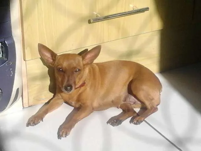 Cachorro ra a Pinscher idade 5 anos nome Pitucha