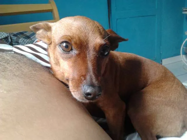 Cachorro ra a Pinscher idade 5 anos nome Pitucha