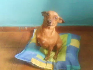 Cachorro ra a Pinscher idade 5 anos nome Pitucha