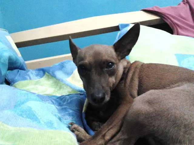 Cachorro ra a Pinscher idade 5 anos nome Pitucha