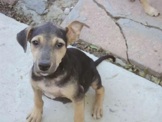 Cachorro ra a Labrador / Vira-Lata idade 2 a 6 meses nome Sem nome