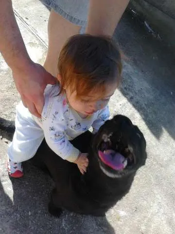 Cachorro ra a SRD idade 5 anos nome Nega