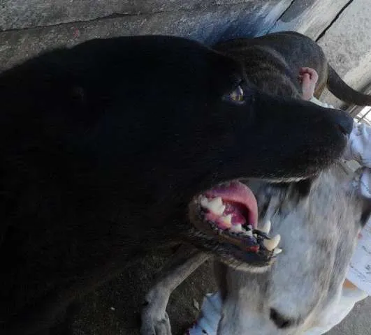 Cachorro ra a SRD idade 5 anos nome Nega