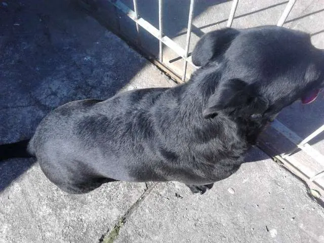 Cachorro ra a SRD idade 5 anos nome Nega