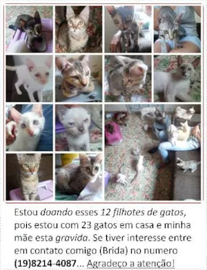 Gato raça Varios idade 2 a 6 meses nome Sem nomes