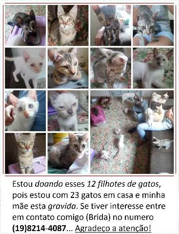 Gato ra a Varios idade 2 a 6 meses nome Sem nomes