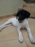 MAGALI