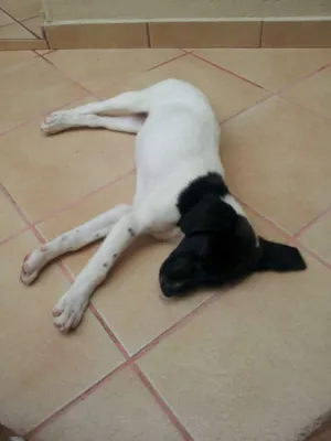 Cachorro raça SRD idade 2 a 6 meses nome MAGALI