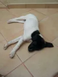 MAGALI