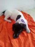 MAGALI