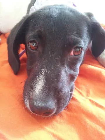 Cachorro ra a SRD idade 2 a 6 meses nome MAGALI