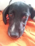 MAGALI