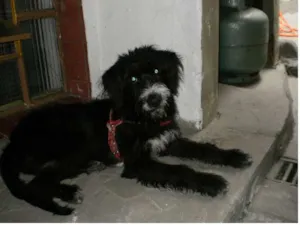 Cachorro raça vira lata idade 2 anos nome Rufino GRATIFICA