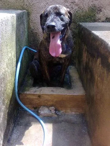 Cachorro ra a Fila Brasileiro idade 4 anos nome Thor