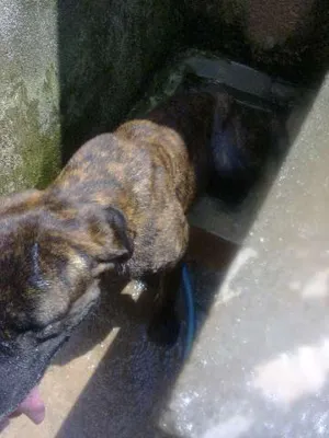 Cachorro raça Fila Brasileiro idade 4 anos nome Thor