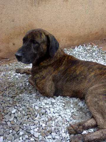 Cachorro ra a Fila Brasileiro idade 4 anos nome Thor