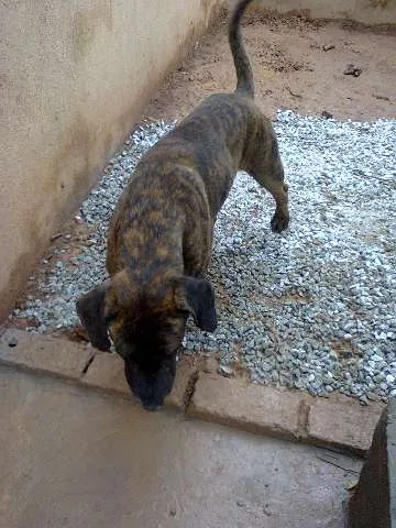 Cachorro ra a Fila Brasileiro idade 4 anos nome Thor
