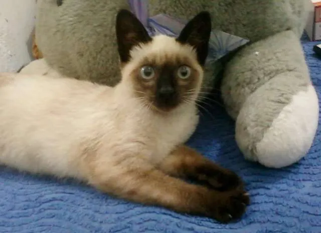 Gato ra a Siamês idade Abaixo de 2 meses nome Melissa