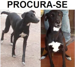 Cachorro raça  idade 3 anos nome PRETA GRATIFICA