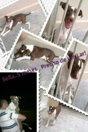 Cachorro raça ND idade 2 a 6 meses nome SOFIA